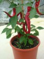 Pimenta Cayenne